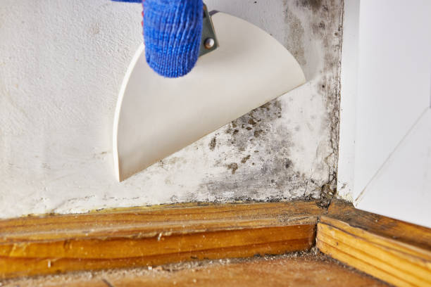 Best Crawl Space Mold Remediation  in Englewood Cliffs, NJ
