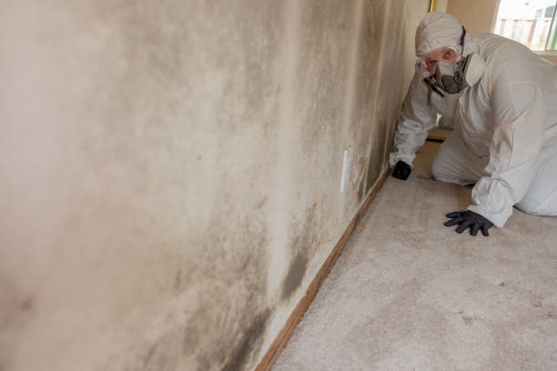 Best Water Damage & Mold Remediation  in Englewood Cliffs, NJ